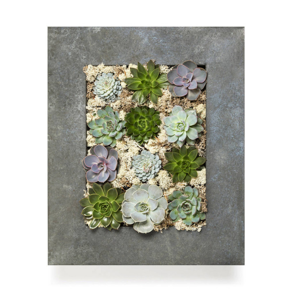 Grande Living Wall Succulent Planter