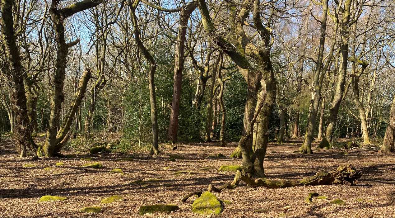 Local Woodland - Aspect at The Park - Chartford Homes