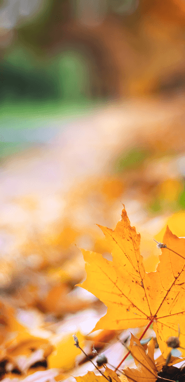 Background Image Autumn Mobile