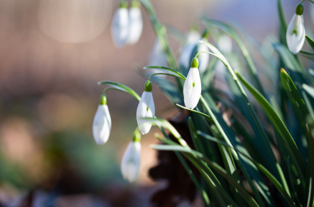 Chartford Homes Winter Garden Tips Listing Image Desktop