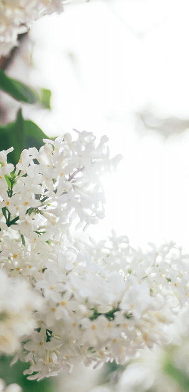 Background Image Spring Mobile